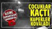 ocuklar kat, kpekler kovalad