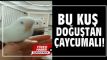 Bu ku doutan aycumal!