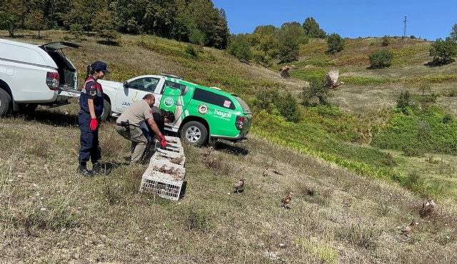 Zonguldak'ta 125 sülün doğaya salındı