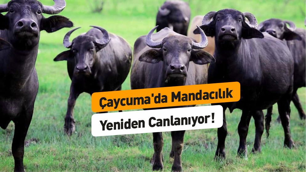 Mandacılık Sektörüne Yeni Yatırım!