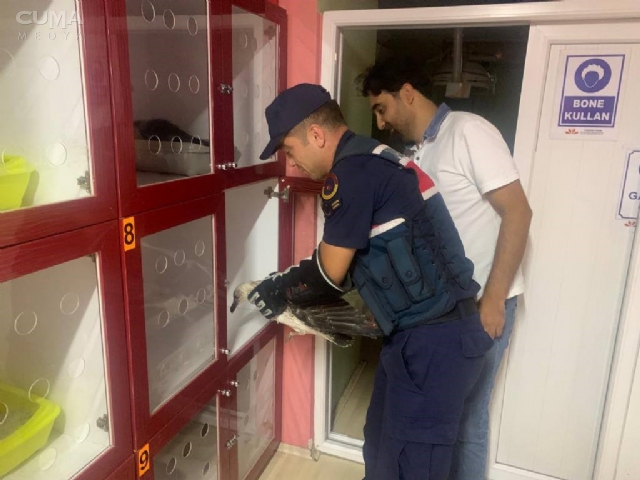 Jandarmadan yaralı martıya şefkat eli