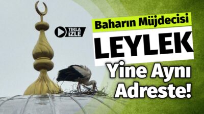 Baharın Müjdecisi Leylek Yine Aynı Adreste