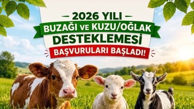 Buzağı ve Kuzu/Oğlak Desteği Başvuruları Açıldı