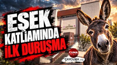 Yaralı Eşeğin Yaşam Hakkı Elinden Alındı